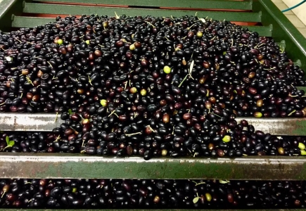 Olive pronte per essere portate al frantoio, sono già stati superati i mille quintali di raccolto