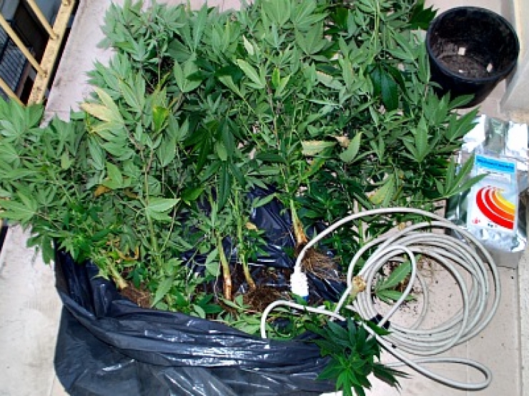 Piantine di cannabis (repertorio)